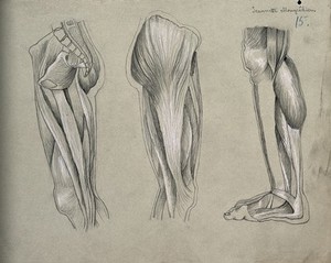 view Muscles of the leg and foot: three figures. Pencil and chalk drawing by J. Mongrédien, ca. 1880.
