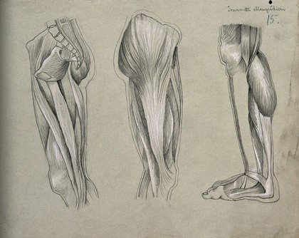 Muscles of the leg and foot: three figures. Pencil and chalk drawing by J. Mongrédien, ca. 1880.