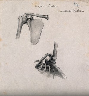 view Bones of the scapula and clavicle: two figures. Pencil and chalk drawing by J. Mongrédien, ca. 1880.