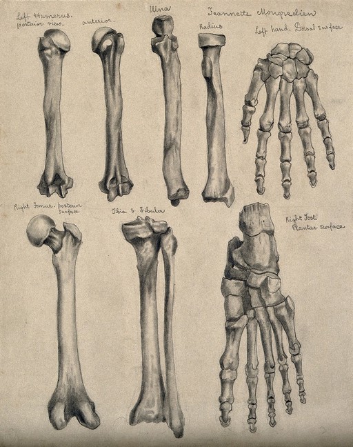 Bones of the arm, leg hand and foot: eight figures. Pencil and chalk drawing by J. Mongrédien, ca. 1880.