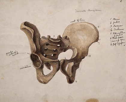 Pelvic bone. Watercolour by J. Mongrédien, ca. 1880.