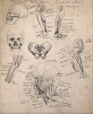 view Bones and muscles of the head, leg and pelvis: eight figures. Pencil drawing by J. Mongrédien, ca. 1880.