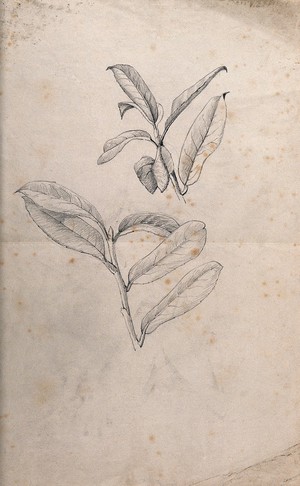 view Leaves of a plant. Pencil drawing by J. Mongrédien, ca. 1880.