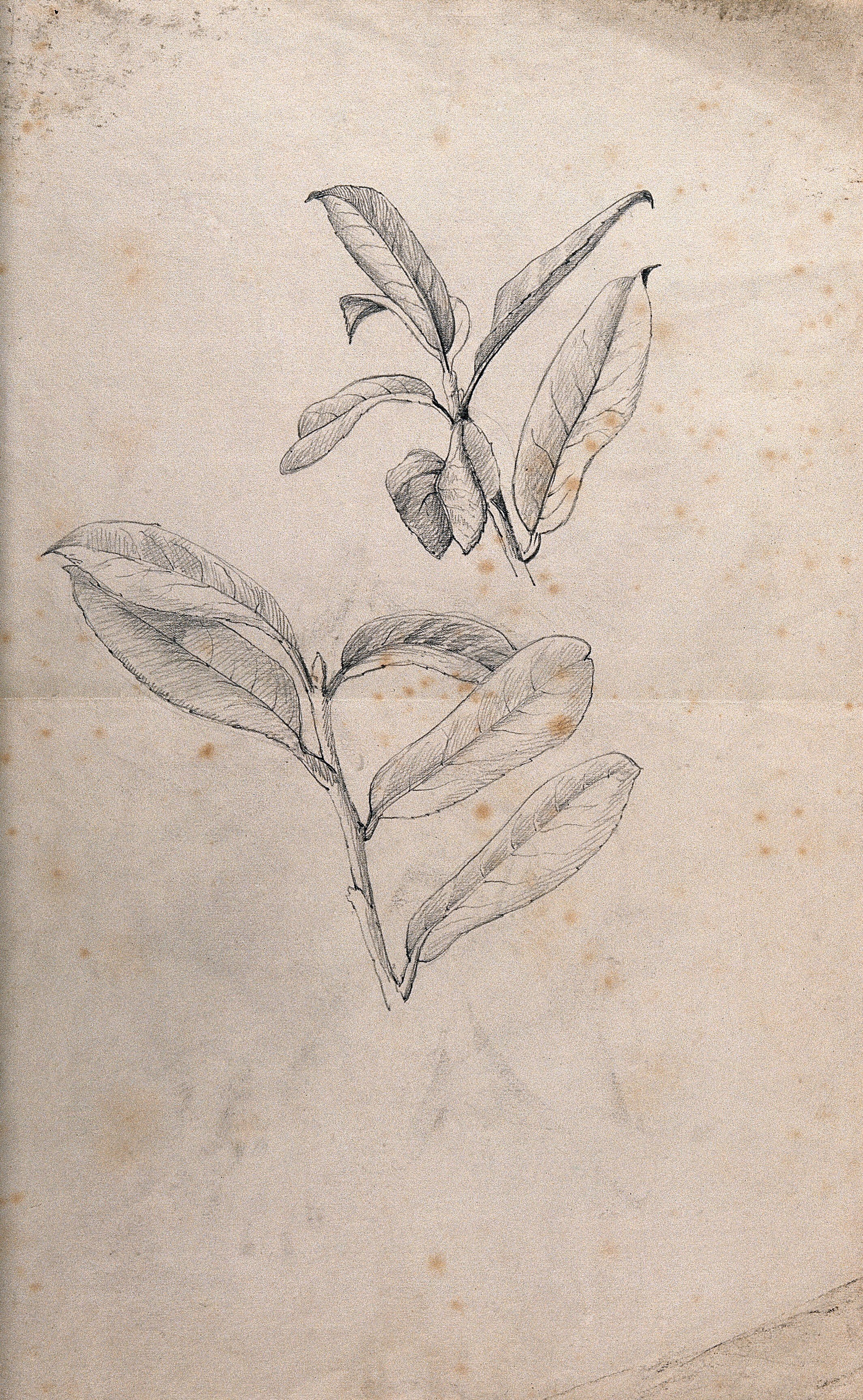 Hand-painted pencil sketch line art flower png