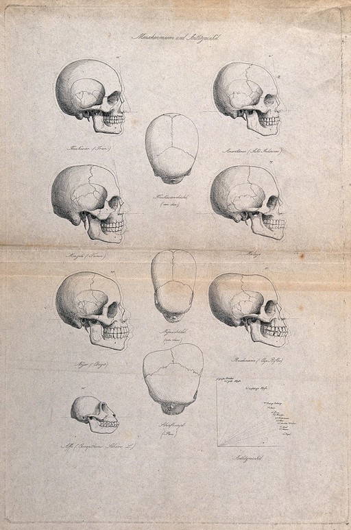 Human skulls of different racial types: eleven figures also including the skull of an ape, and a graph demonstrating different angles. Etching, ca. 1871.