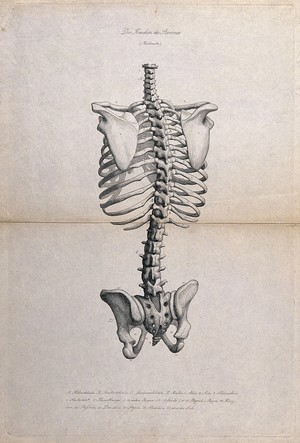 view Skeleton: illustration of the pelvis, spine and ribcage, seen from behind. Etching, ca. 1871.