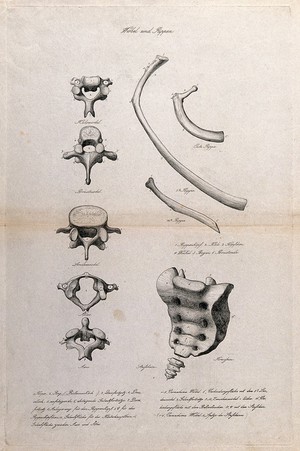 view Bones of the spine, ribcage and sacrum: nine figures, including vertebrae, ribs and coccyx. Etching, ca. 1871.