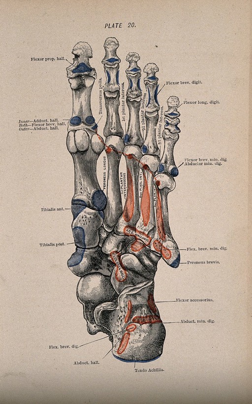 Bones of the foot. Colour wood engraving with letterpress, 1860/1900?
