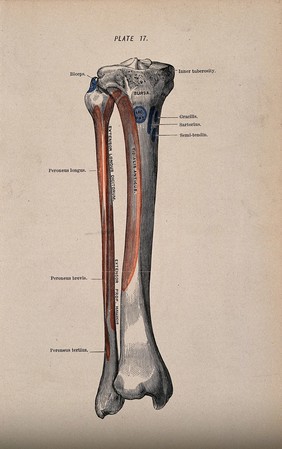 Tibia and fibula bones. Colour wood engraving with letterpress, 1860/1900?.