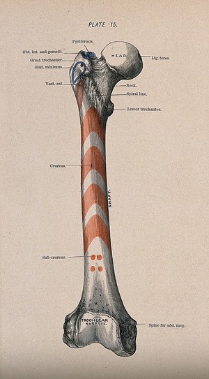 view Femur bone. Colour wood engraving with letterpress, 1860/1900?.