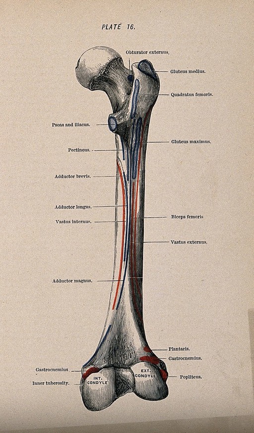 Femur bone, posterior view. Colour wood engraving with letterpress, 1860/1900?