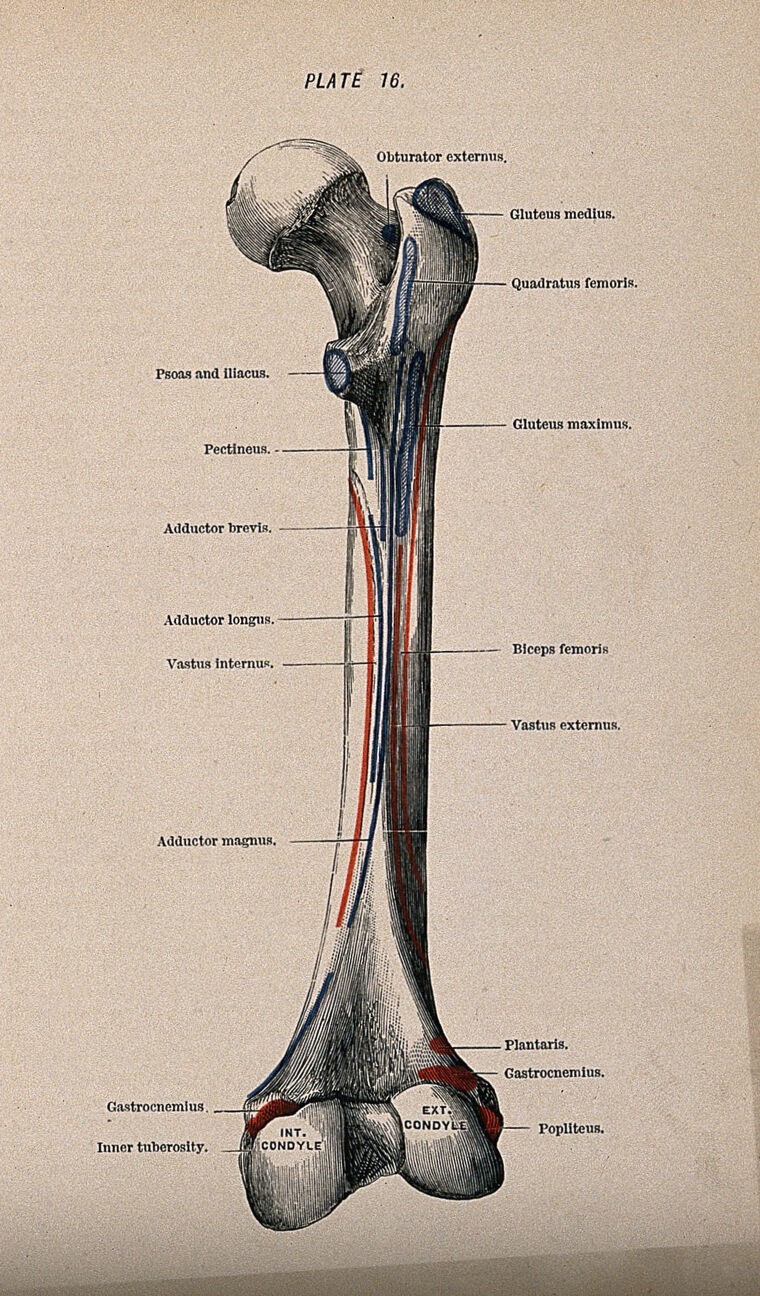 Femur bone, posterior view. Colour wood engraving with letterpress