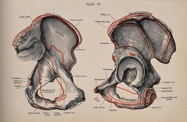 Pelvic bones: two figures. Colour wood engraving with letterpress, 1860/1900?.