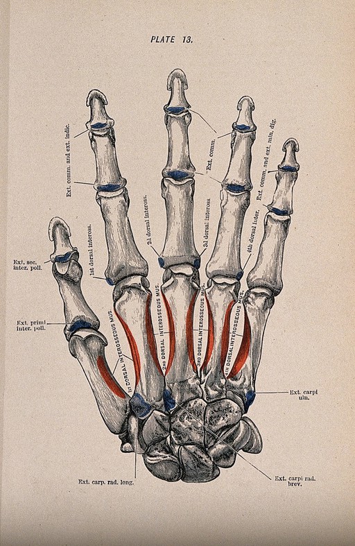 Bones of the hand and fingers. Colour wood engraving with letterpress, 1860/1900?