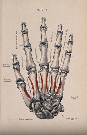 Bones of the hand and fingers. Colour wood engraving with letterpress, 1860/1900?.