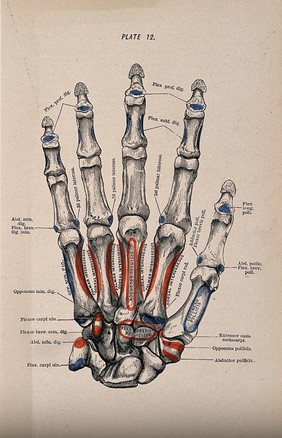 Bones of the hand and fingers. Colour wood engraving with letterpress, 1860/1900?.