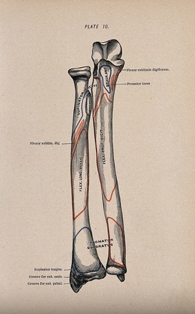 Radius and ulna bones. Colour wood engraving with letterpress, 1860/1900?.