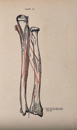 view Radius and ulna bones. Colour wood engraving with letterpress, 1860/1900?.