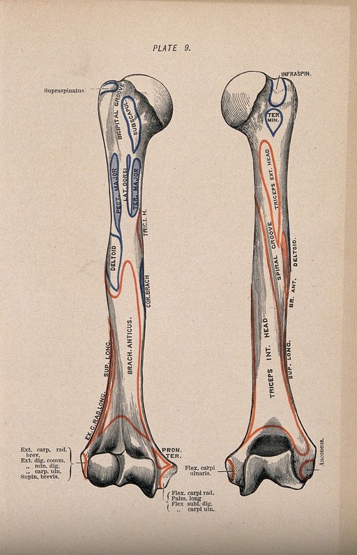 Humerus bone: two figures, anterior and posterior views. Colour wood engraving with letterpress, 1860/1900?