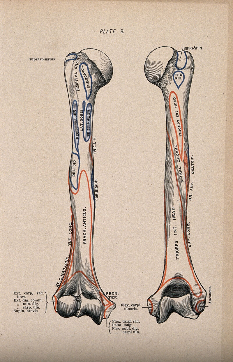 Humerus bone: two figures, anterior and posterior views. Colour