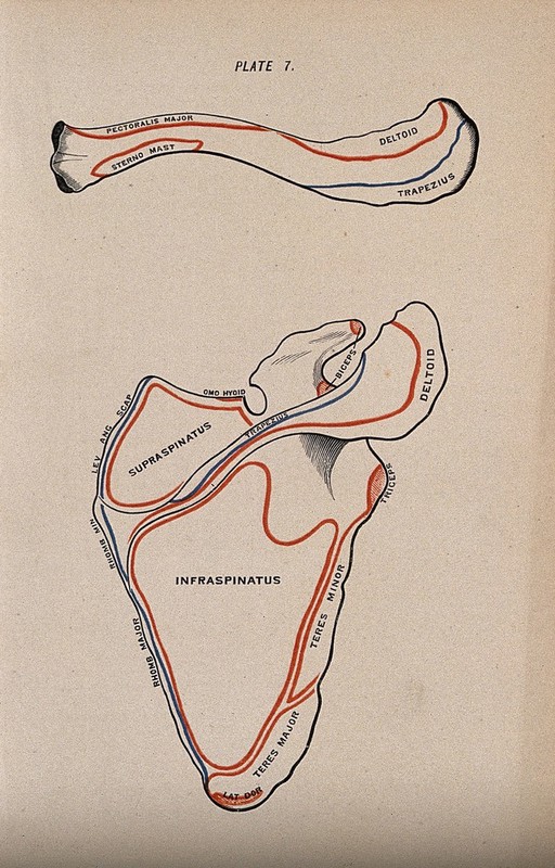 Scapula and clavicle bones: two figures, posterior view. Colour wood engraving with letterpress, 1860/1900?