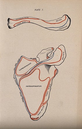 Scapula and clavicle bones: two figures, posterior view. Colour wood engraving with letterpress, 1860/1900?.