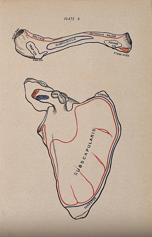 Scapula and clavicle bones: two figures, anterior view. Colour wood engraving with letterpress, 1860/1900?