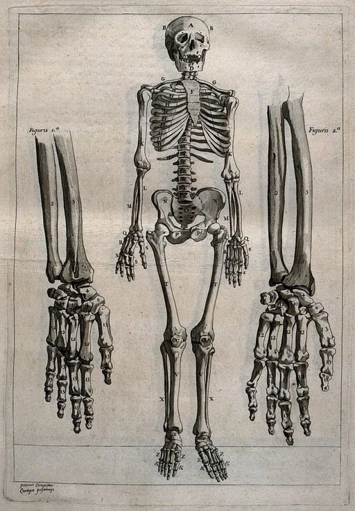 A human skeleton and the bones of the hand.