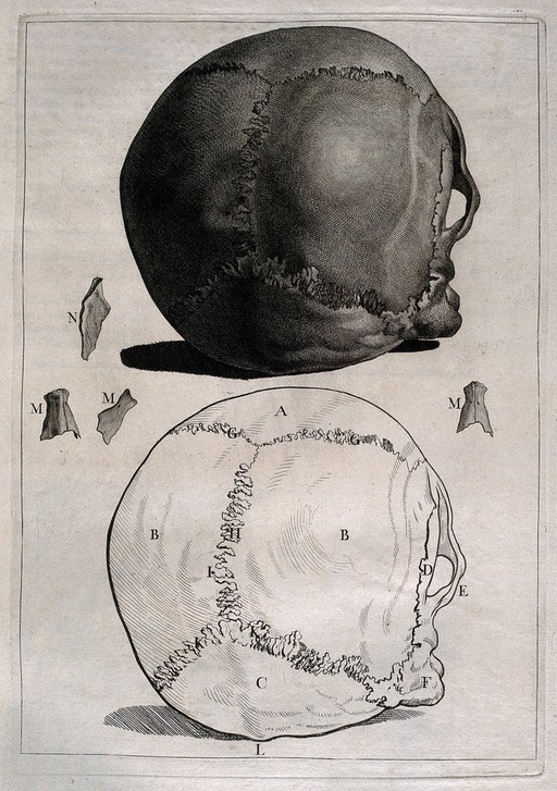 Human skull, rear view , with details showing individual bones: above, a tonal etching of the skull, below, an outline diagram. Etching by or after J. Gamelin, 1778/1779.