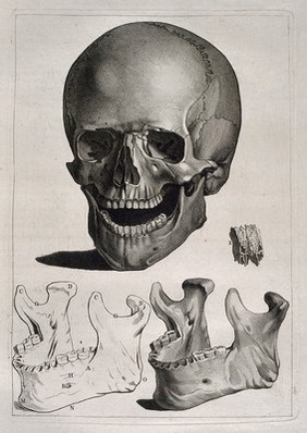 Human skull, with details showing the bones of the lower jaw. Etching by or after J. Gamelin, 1778/1779.