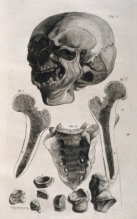 Human skull, with bones of the sacrum, femur (shown in cross-section), and a variety of small bones. Etching Lavalée after J. Gamelin, 1778.