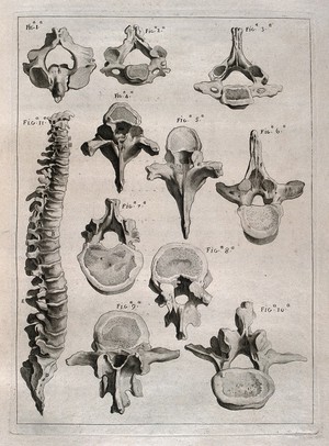 view Bones of the spine: eleven figures, showing the spine and individual vertebrae. Etching by or after J. Gamelin, 1778/1779.