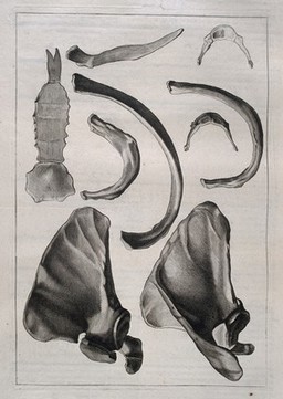 Bones of the scapula, ribs and sternum. Etching by or after J. Gamelin, 1778/1779.