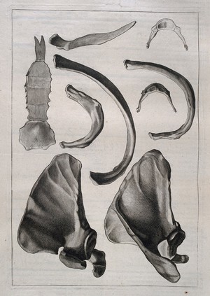 view Bones of the scapula, ribs and sternum. Etching by or after J. Gamelin, 1778/1779.