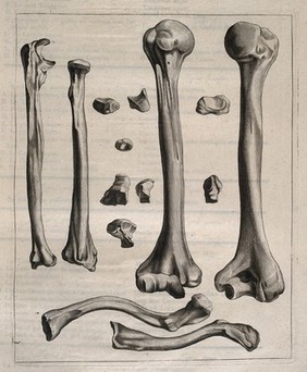 Bones of the arm and the clavicle. Etching by or after J. Gamelin, 1778/1779.
