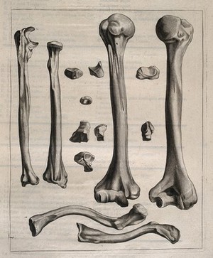 view Bones of the arm and the clavicle. Etching by or after J. Gamelin, 1778/1779.