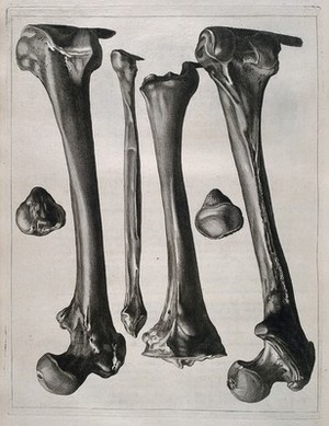 view Bones of the leg: six figures. Etching by or after J. Gamelin, 1778/1779.
