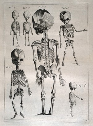 view Foetal skeletons: six figures. Etching by Martin after J. Gamelin, 1778/1779.