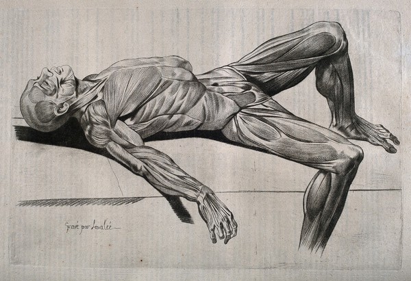 An écorché figure, lying supine on a slab, with its right leg flexed over the side. Stipple print by Lavalée after J. Gamelin, 1778/1779.