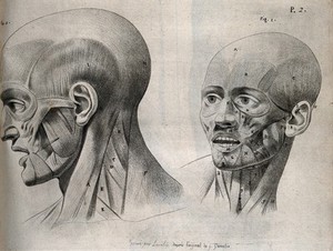 view Muscles of the head, face and neck: two écorché figures. Stipple print by Lavalée after J. Gamelin, 1778/1779.