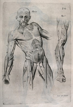 view A standing écorché figure, shown leaning to the side: front view, from head to thigh, with separate detail of lower leg and foot. Crayon manner print by J. Gamelin after himself, 1778/1779.