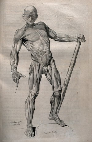 view A standing écorché figure, shown holding a staff and leaning to one side. Crayon manner print by Lavalée and Martin, after J. Gamelin, 1778/1779.