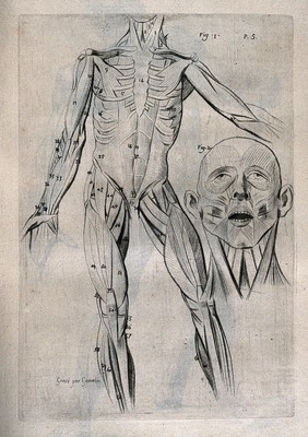 An écorché figure, showing the bone structure and muscles of the trunk and limbs, with a separate figure indicating the muscles of the face and neck. Crayon manner print J. Gamelin after himself, 1778/1779.