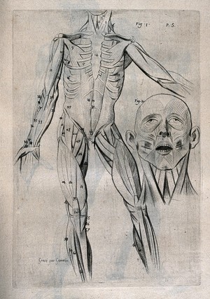 view An écorché figure, showing the bone structure and muscles of the trunk and limbs, with a separate figure indicating the muscles of the face and neck. Crayon manner print J. Gamelin after himself, 1778/1779.