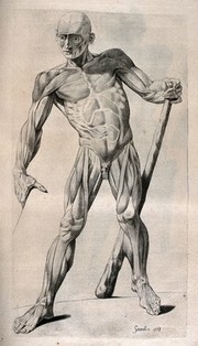 A standing écorché figure holding a club, shown leaning to the side. Crayon manner print J. Gamelin after himself, 1779.