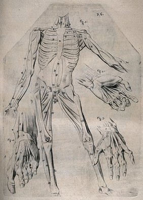 A standing écorché figure, showing the bone structure and muscles of the trunk and limbs, with three separates figures indicating the muscles of hands and feet. Crayon manner print by or after J. Gamelin, 1778/1779.