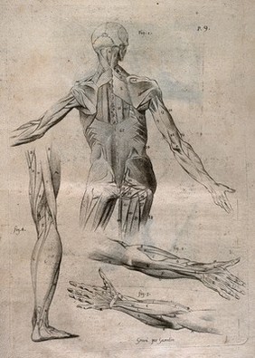 A standing écorché figure, seen from behind, showing the bone structure and muscles of the trunk and arms, with three separate figures indicating the muscles of legs, arms and hands. Crayon manner print by J. Gamelin after himself, 1778/1779.