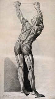 A standing écorché figure, seen from behind, reaching upwards with raised arms and gripping the top of a wall. Crayon manner print by Lavalée, after J. Gamelin, 1778/1779.