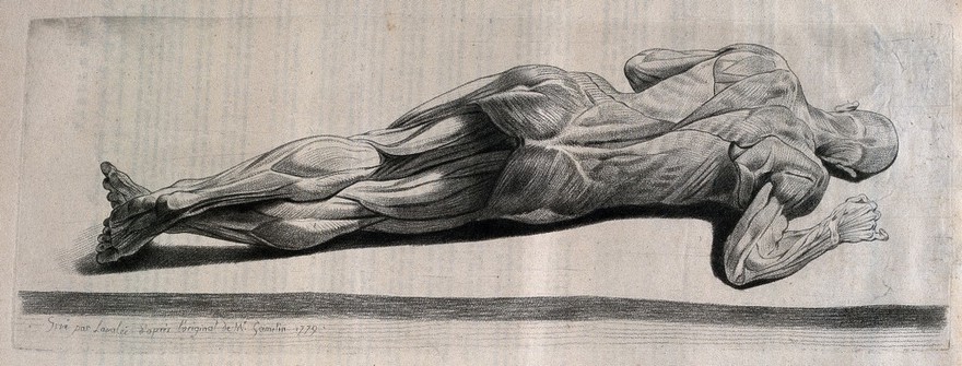 An écorché figure lying on its side, almost prone. Crayon manner print by Lavalée after J. Gamelin, 1779.