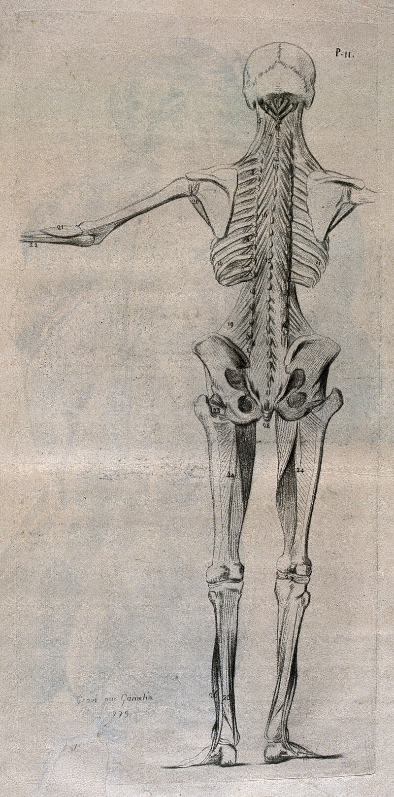 A Standing écorché Figure Seen From Behind Showing The Skeleton Crayon Manner Print By J 4841